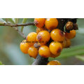 5% 65% Seabuckthorn Flavone Seabuckthorn Extract